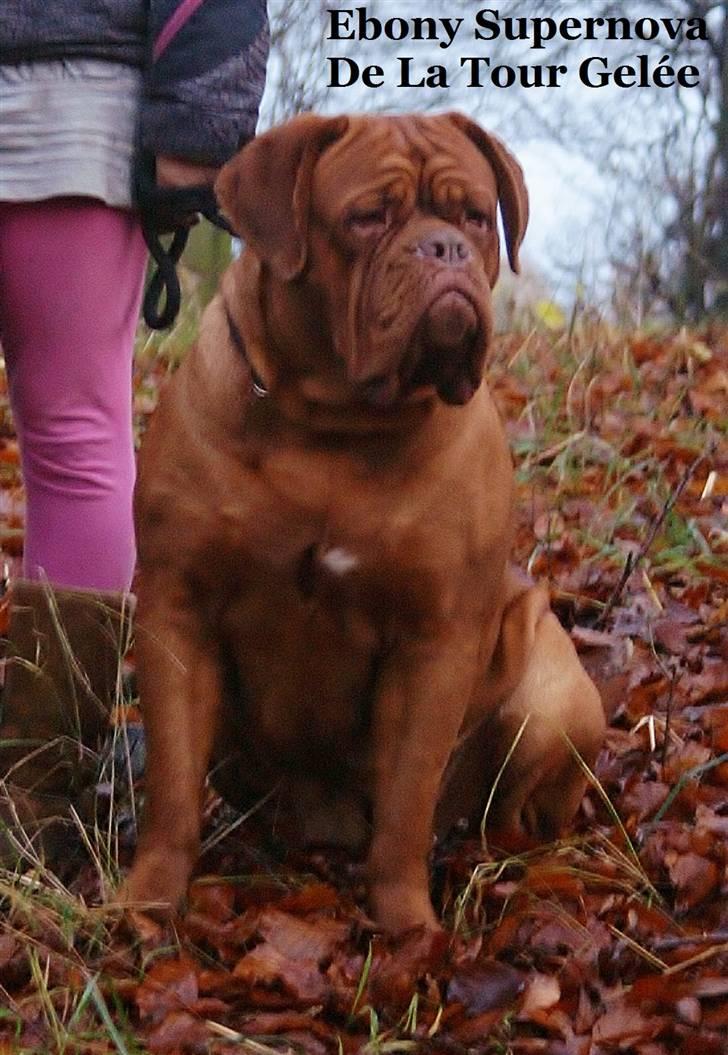 Dogue de bordeaux Ebony - Ebony ca.16 mdr billede 1
