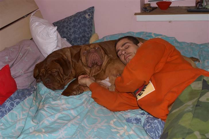 Dogue de bordeaux Ebony - Ebony og Bella putter med Far <3 billede 2