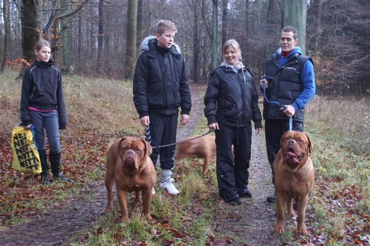 Dogue de bordeaux Ebony - Ebony, Simba og lidt af turbo Bella ;o) billede 3