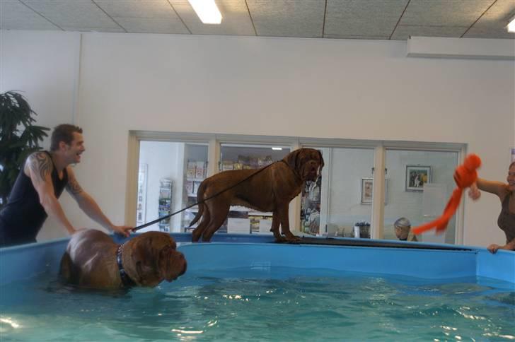 Dogue de bordeaux Ebony - Ebony er lige kommet op efter en lille svømmetur ;o) billede 5