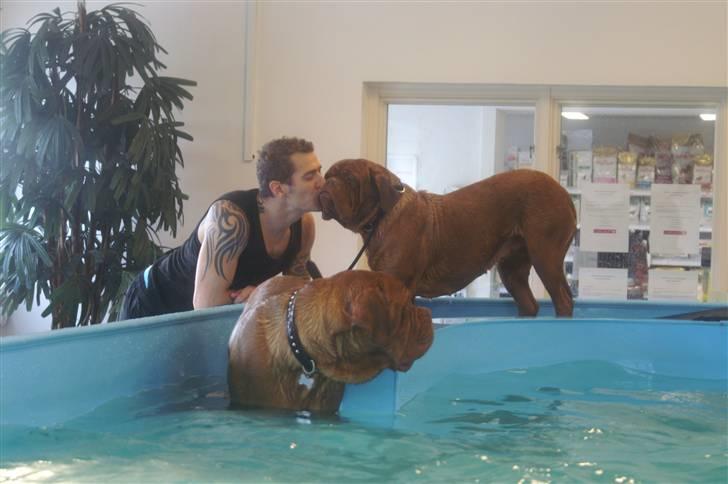 Dogue de bordeaux Ebony - Far ska da liiiige ha et kys før jeg svømmer videre <3 billede 6