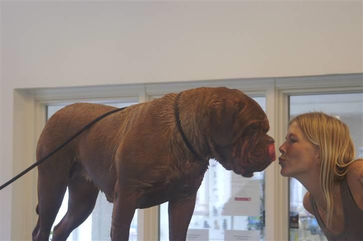 Dogue de bordeaux Ebony - Og mor ska også lige ha et kys <3  ;o) billede 7