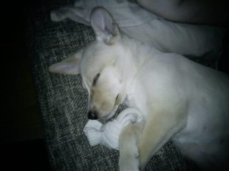 Blanding af racer Luka billede 7