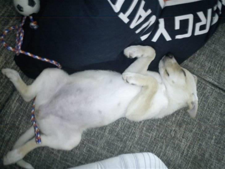 Blanding af racer Luka billede 8