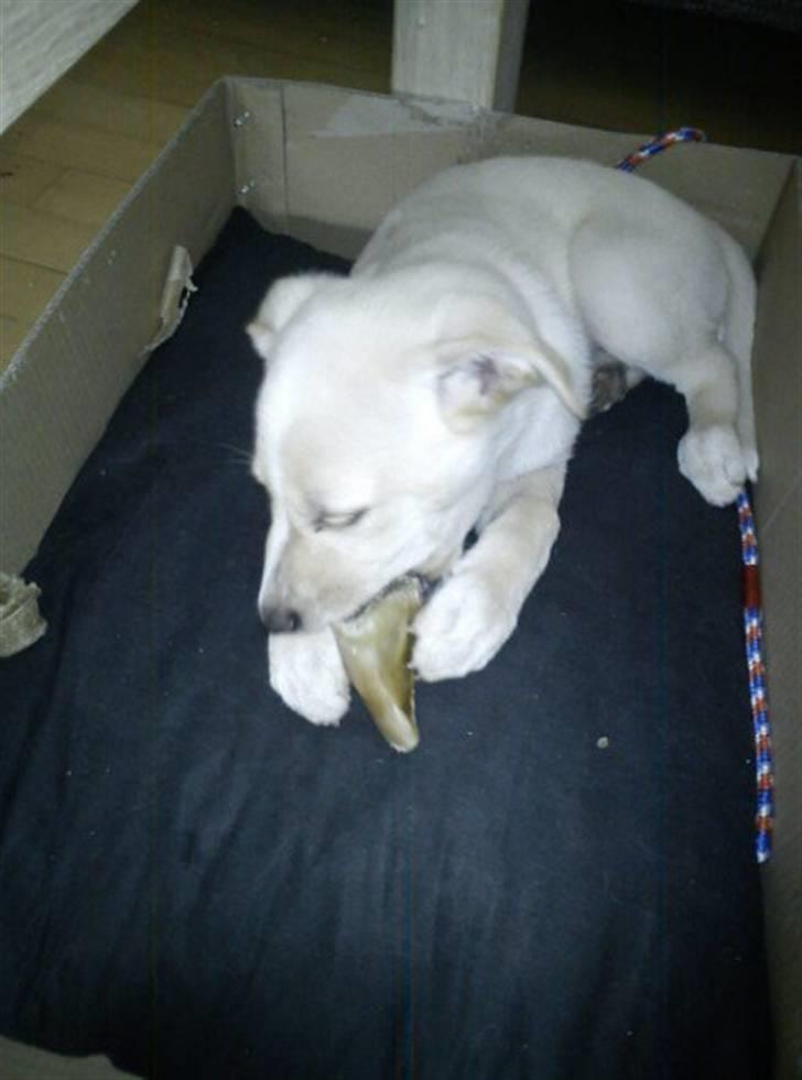 Blanding af racer Luka billede 9