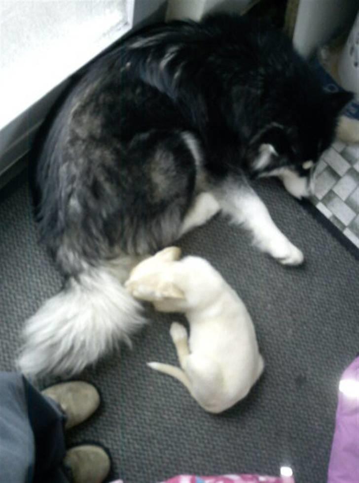 Blanding af racer Luka - Uhh Dia er så varm (: billede 10