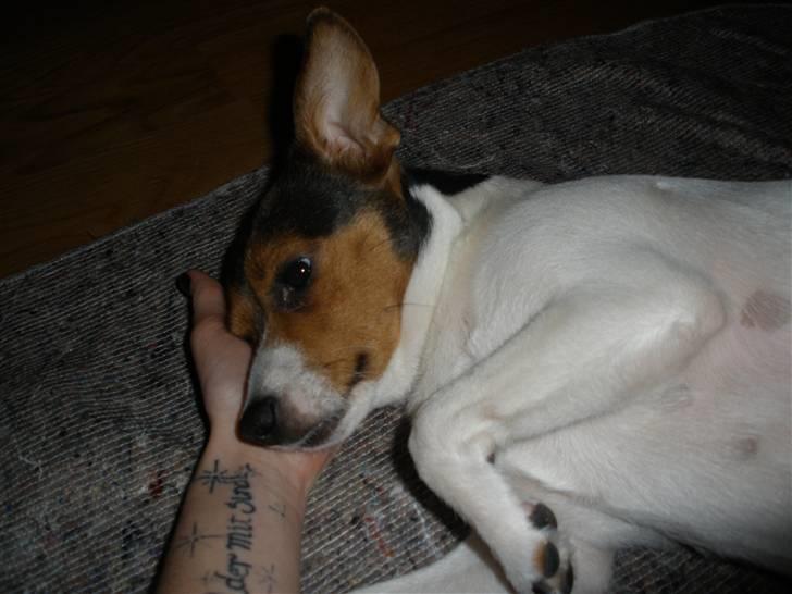 Blanding af racer Molly <3 billede 19