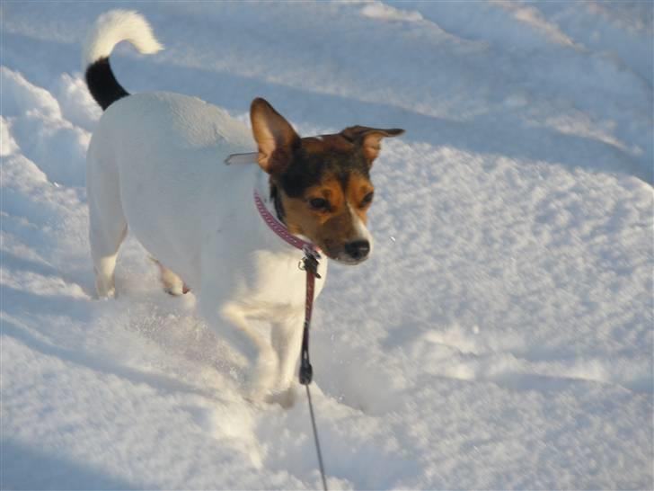 Blanding af racer Molly <3 billede 13