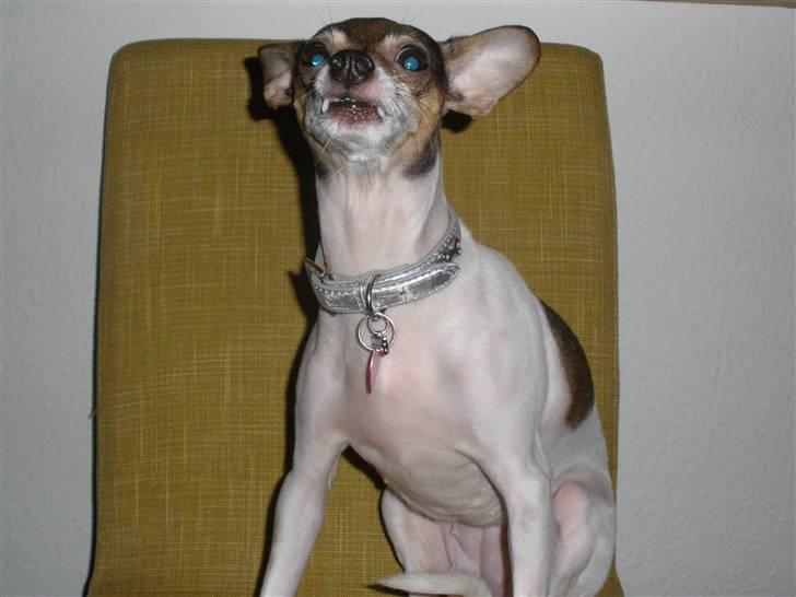 Blanding af racer Gucci <3 - Vampyr hunden. :) billede 19