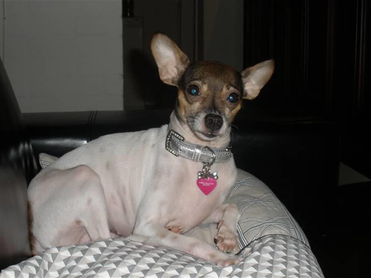 Blanding af racer Gucci <3 billede 20