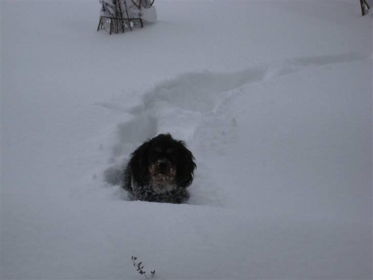 Cavalier king charles spaniel Coco - Coco´s første sne. Det var sjovt. billede 10