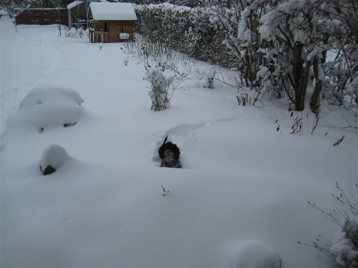 Cavalier king charles spaniel Coco billede 11