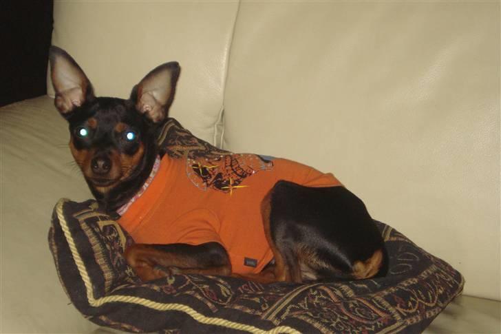 Dvaergpinscher Mini billede 6