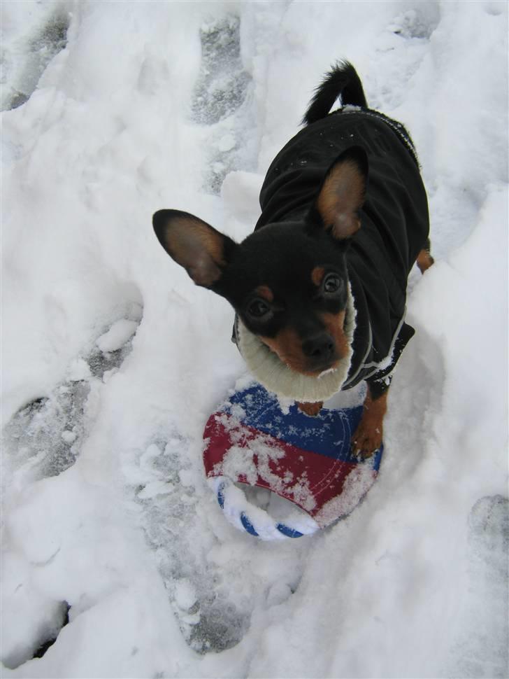 Blanding af racer Victor Zumbusch billede 7