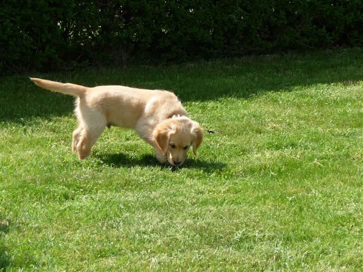 Golden retriever Bailey billede 2