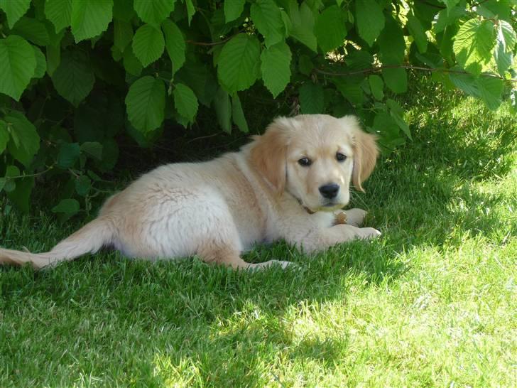 Golden retriever Bailey billede 3