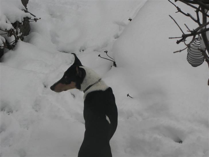 Collie korthåret Buddy - Buddy i haven billede 5
