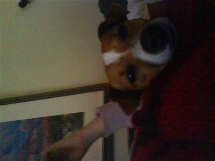 Jack russell terrier Gizzy - Gizzy´s mor - Molly<3 billede 6