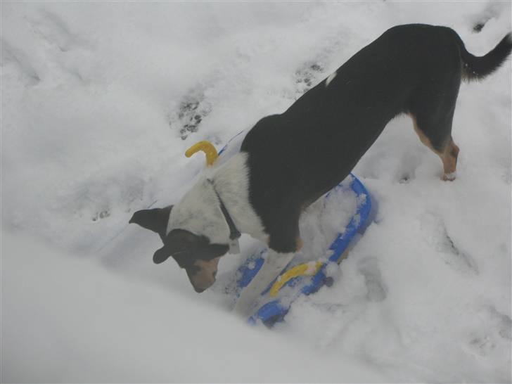 Collie korthåret Buddy - jeg graver lige slæden fri for sne billede 6