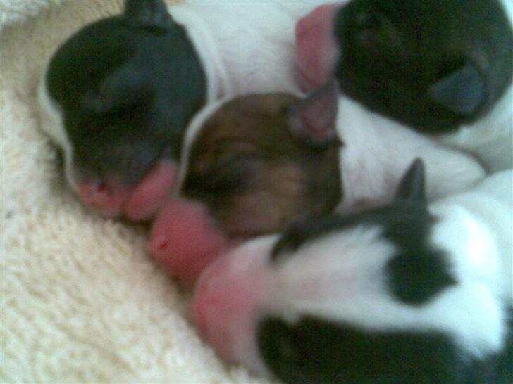 Jack russell terrier Gizzy - Gizzy´s søskende da de ikke var særlig gamle (: billede 7
