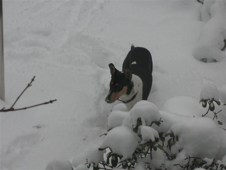 Collie korthåret Buddy - Buddy i haven billede 7