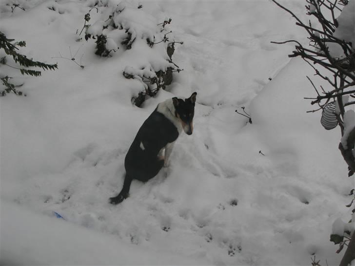 Collie korthåret Buddy - nå, lukker hun mig ikke snart ind igen... billede 8