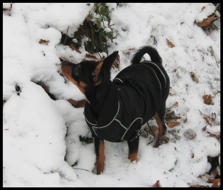 Blanding af racer Victor Zumbusch billede 8