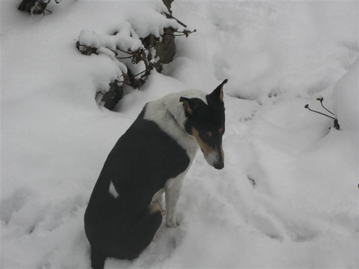 Collie korthåret Buddy - hvad hvis jeg nu ser lidt ynkelig ud, kommer jeg så ind?? det er kooldt!!! billede 9