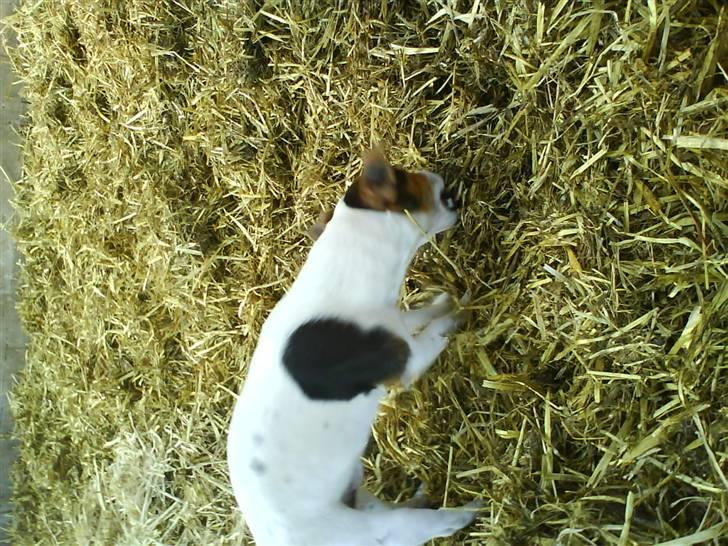 Jack russell terrier Gizzy - Finder du noget? d; háh, han elsker bare at lege i halm.. billede 8