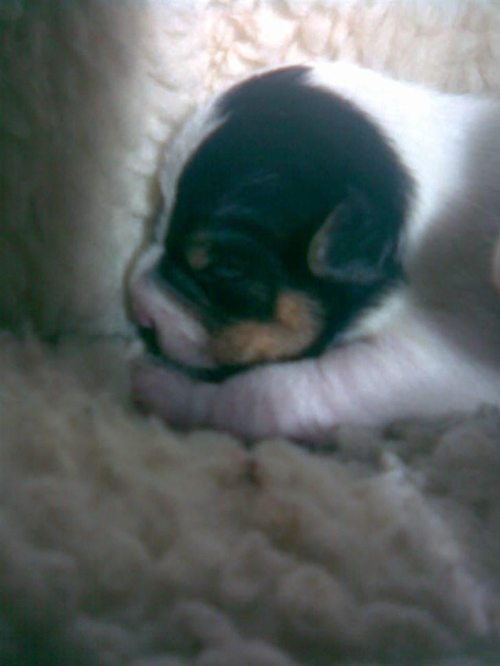 Jack russell terrier Gizzy - Gizzé som hvalp, nuurh! <3 billede 9