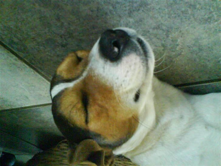 Jack russell terrier Gizzy - >SE, jeg kan også smile! :D< billede 10