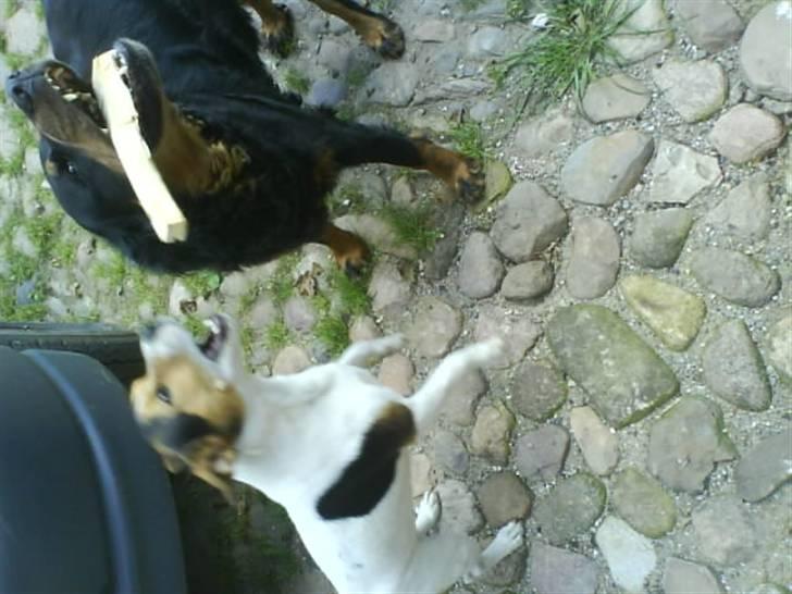 Jack russell terrier Gizzy - Gizzy & Zinta leger med en pind.. zinta er Gizzy´s bedsteven (vores anden hund..) billede 11