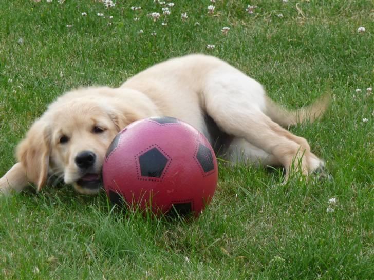 Golden retriever Bailey billede 9