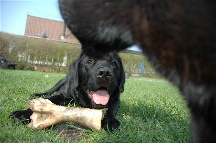 Blanding af racer Simba - 6 måneder  billede 8