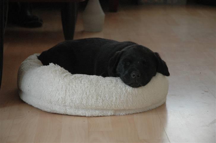 Blanding af racer Simba - Lige kommet hjem ;O) billede 9