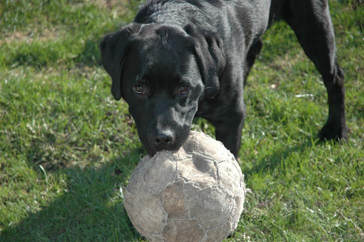 Blanding af racer Simba - 6 måneder  billede 10