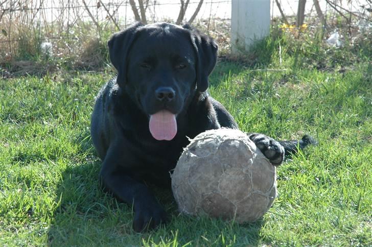 Blanding af racer Simba - 6 måneder  billede 11