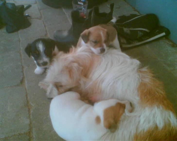 Parson russell terrier Molly  - Her er Molly med sit 2. kuld hvalpe billede 4