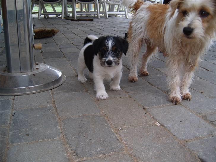 Parson russell terrier Molly  - Molly og hendes hvalp billede 5
