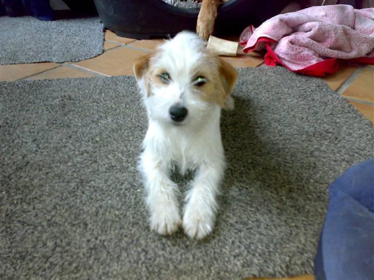 Parson russell terrier Molly  - Mollys hvalp Minnie. Vi beholdte hende selv, men hun blev desværre kørt ned billede 6