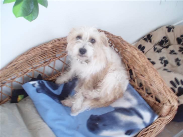 Parson russell terrier Molly  - Molly når hun er noller billede 7