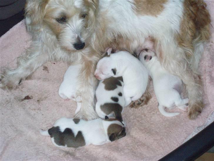 Parson russell terrier Molly  - Molly og hendes 3. kuld hvalpe billede 8