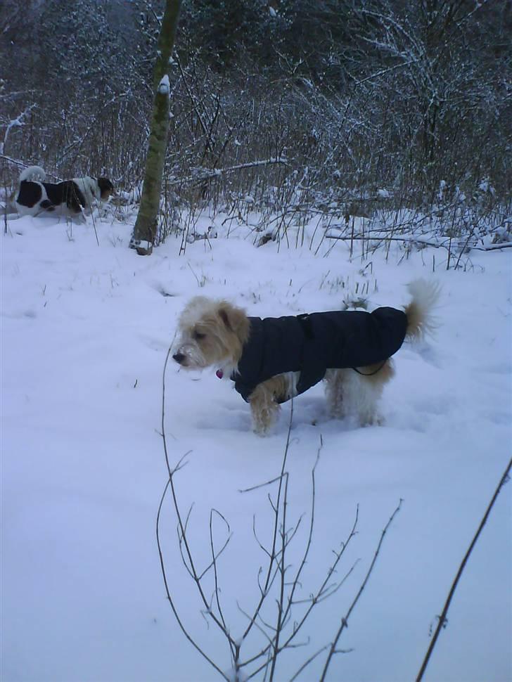 Parson russell terrier Molly  billede 9