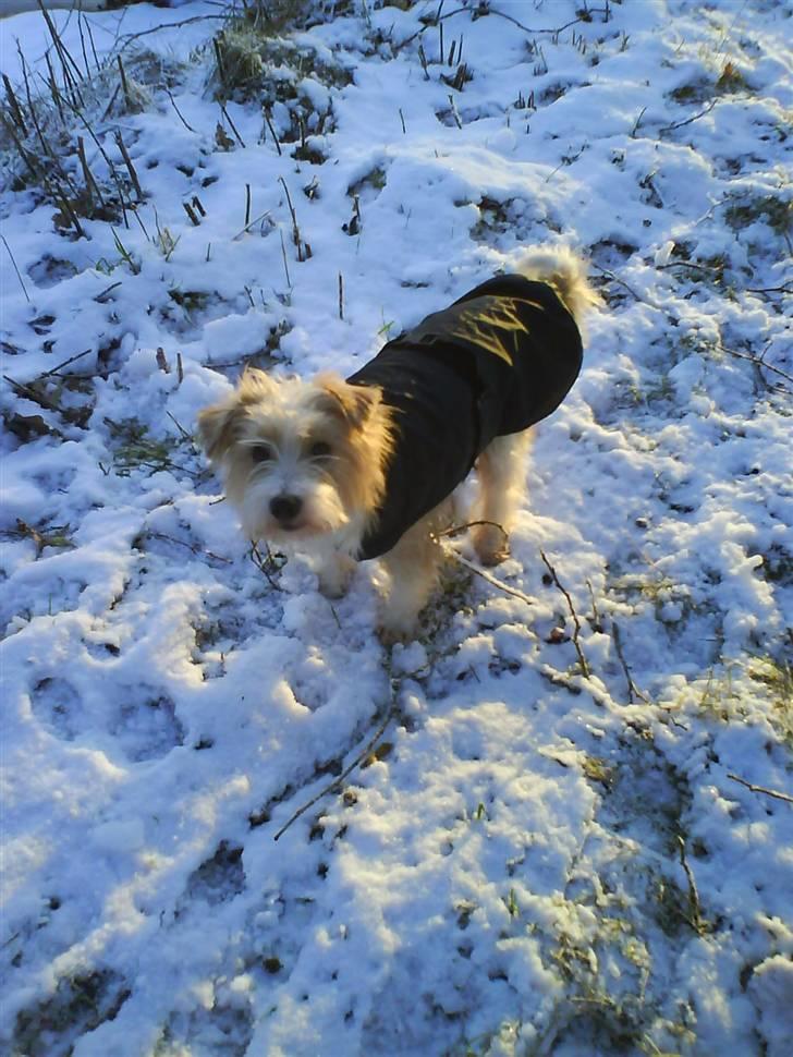 Parson russell terrier Molly  billede 10