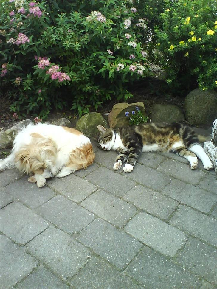 Parson russell terrier Molly  - Molly og katten Oliver nyder solen billede 11