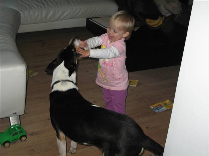 Collie korthåret Buddy - buddy uddeler som sædvanlig gavmildt ud af hunde-møssere billede 10