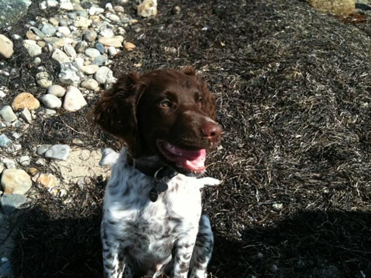 Kleiner münsterländer Sanji - Sanjis føsrte oplevelse ved stranden :) billede 9