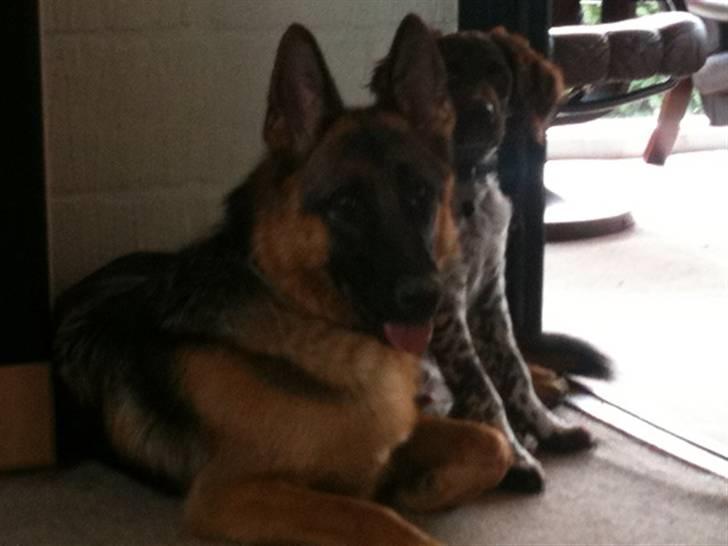 Kleiner münsterländer Sanji billede 10