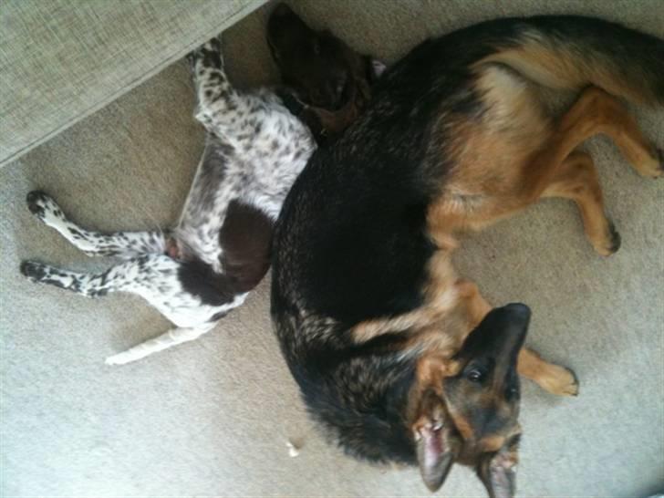 Kleiner münsterländer Sanji - Her ligger de så og hygger lidt igen :) billede 11