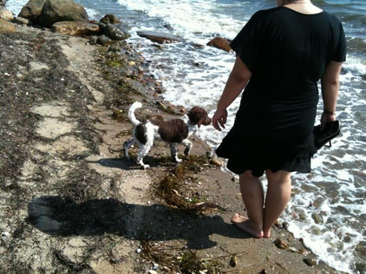 Kleiner münsterländer Sanji - uhhhh... Vand :) billede 12